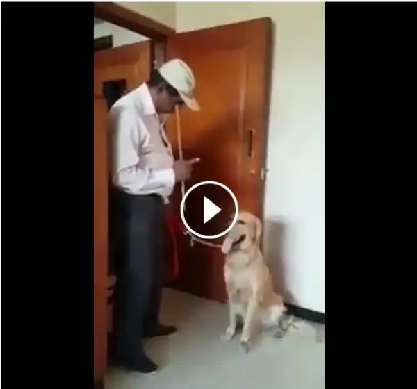 [Funny Video] Dog Solve mathematics with his teacher